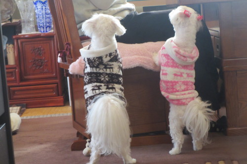 犬敏 001.JPG