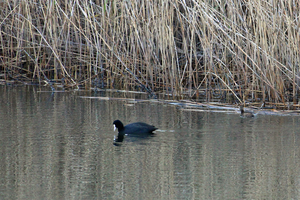 オオバン（東京港野鳥公園）