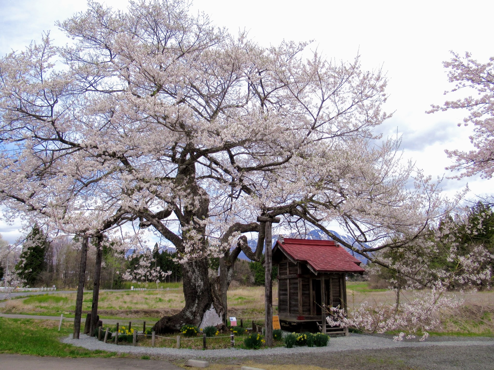 県央 雫石町 Gwにお花見はいかがですか 見ごろの桜をご紹介 イーハトーブログ 楽天ブログ