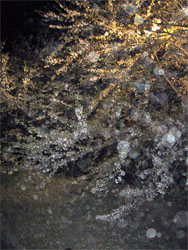 霞城公園20.jpg