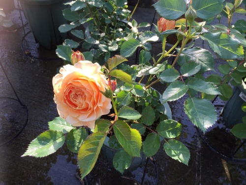 2016-04-30 16.53.25.jpg