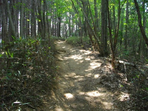 伊豆ヶ岳尾根道 (1) (500x375).jpg