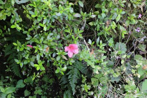 20160618 サツキ4.jpg