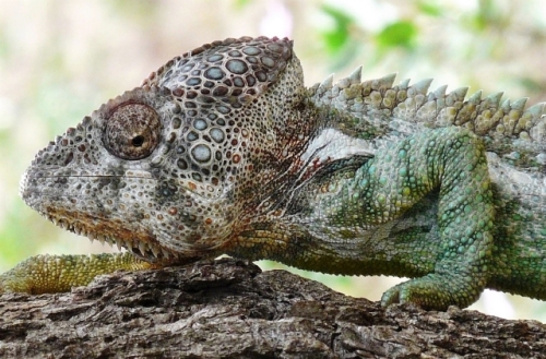 マダガスカル島 Madagascar Island 2 カメレオン Chameleon の島 わたしのこだわりブログ 仮 楽天ブログ