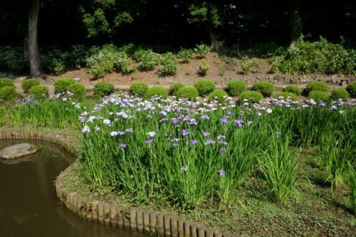 6.Jun.2017 KIYOSUMI IRIS-2.jpg