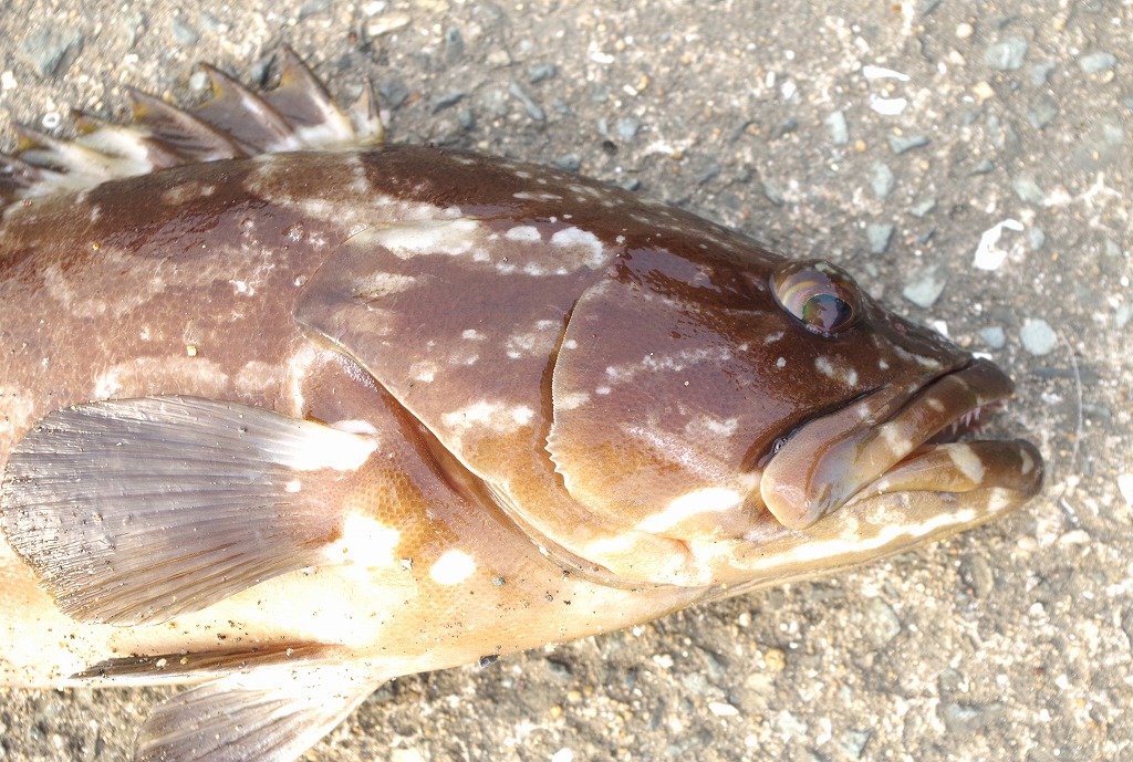 やっと宿題を終わらせた 雨釣の釣り日記 楽天ブログ