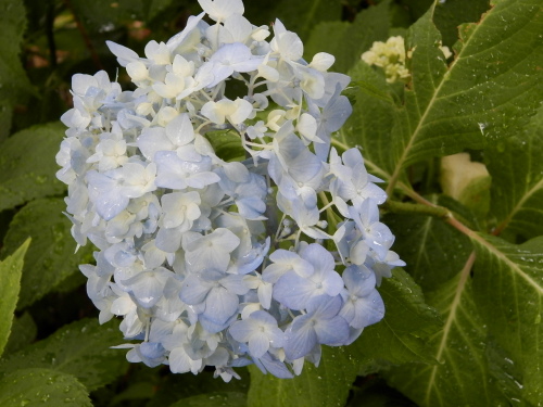 紫陽花時雨03.JPG