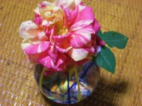 DSCN6298 (300x225).jpg