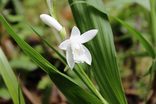 20160507 シラン白3.jpg