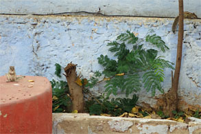 インド438.jpg