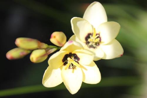 20150502 イキシア4.jpg