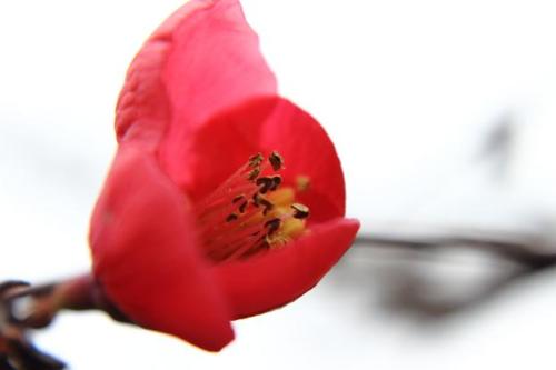 20160123 木瓜4.jpg