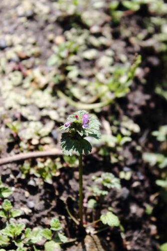 20160403 ホトケノザ 2.jpg