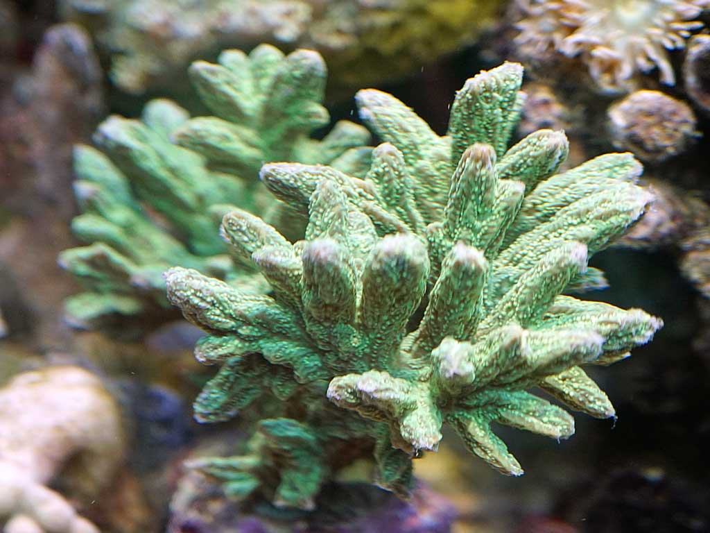 新魚 続々 来訪 湘南水族館 犬バカの魚好き 楽天ブログ
