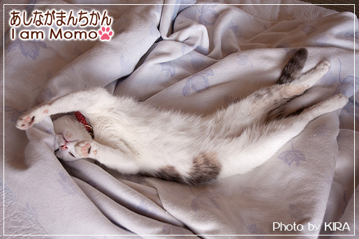 猫,足長マンチカン,ももちゃん,仰向け寝,munchkin_momo140615-2.jpg