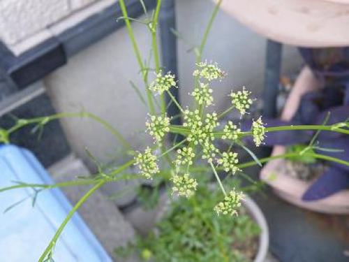 イタリアンパセリの花.jpg