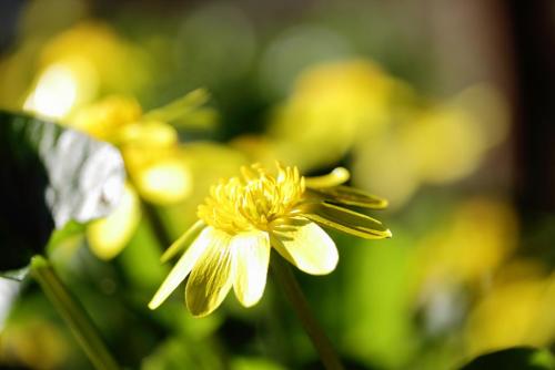 20170219 ヒメリュウキンカ 9.jpg