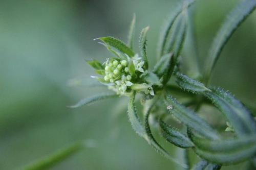 20160504 ヤエムグラ4.jpg