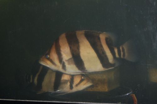 ダトニオ 私と魚と水と 楽天ブログ ダトニオ 私と魚と水と 楽天ブログ