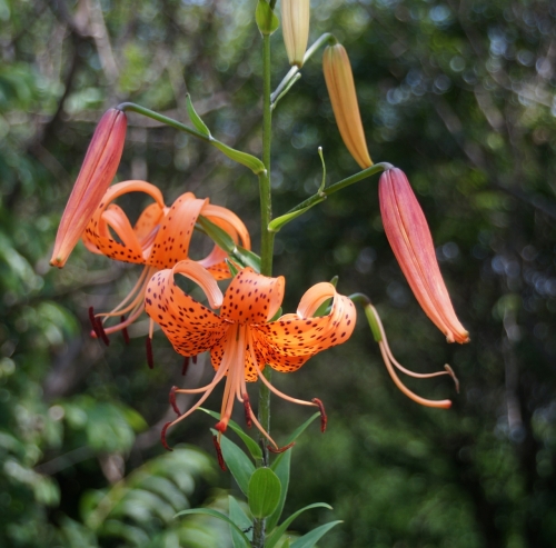 鬼百合２輪 (1280x1262).jpg