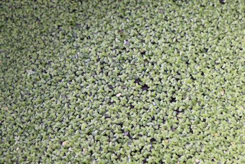 20151129 ウキクサ.jpg