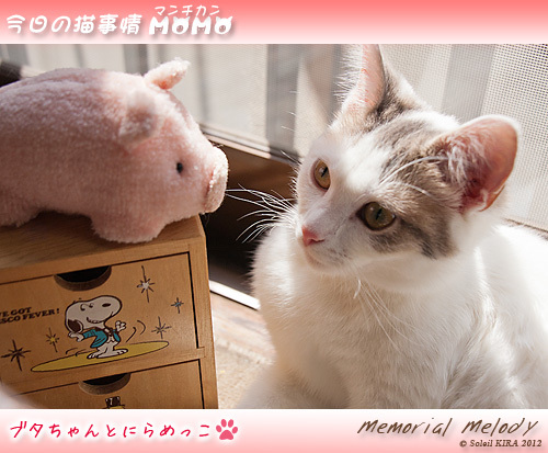 猫 ネコ cat マンチカンももちゃん今日の猫事情 munchkin_momo120416.jpg