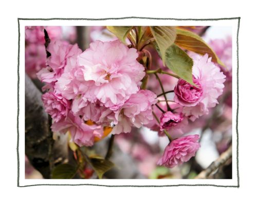 稲沢　平和町　桜ネックレス　お花見