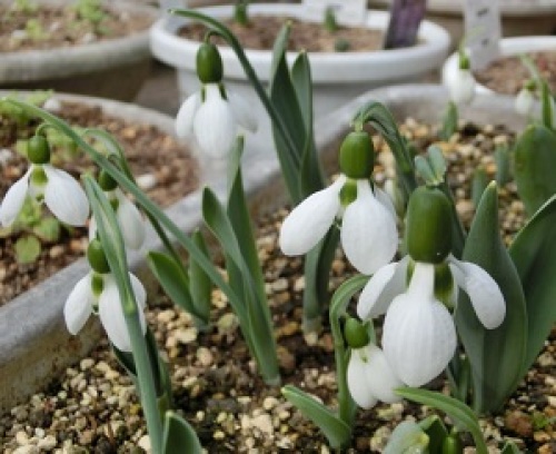 snowdrop160117-2.jpg