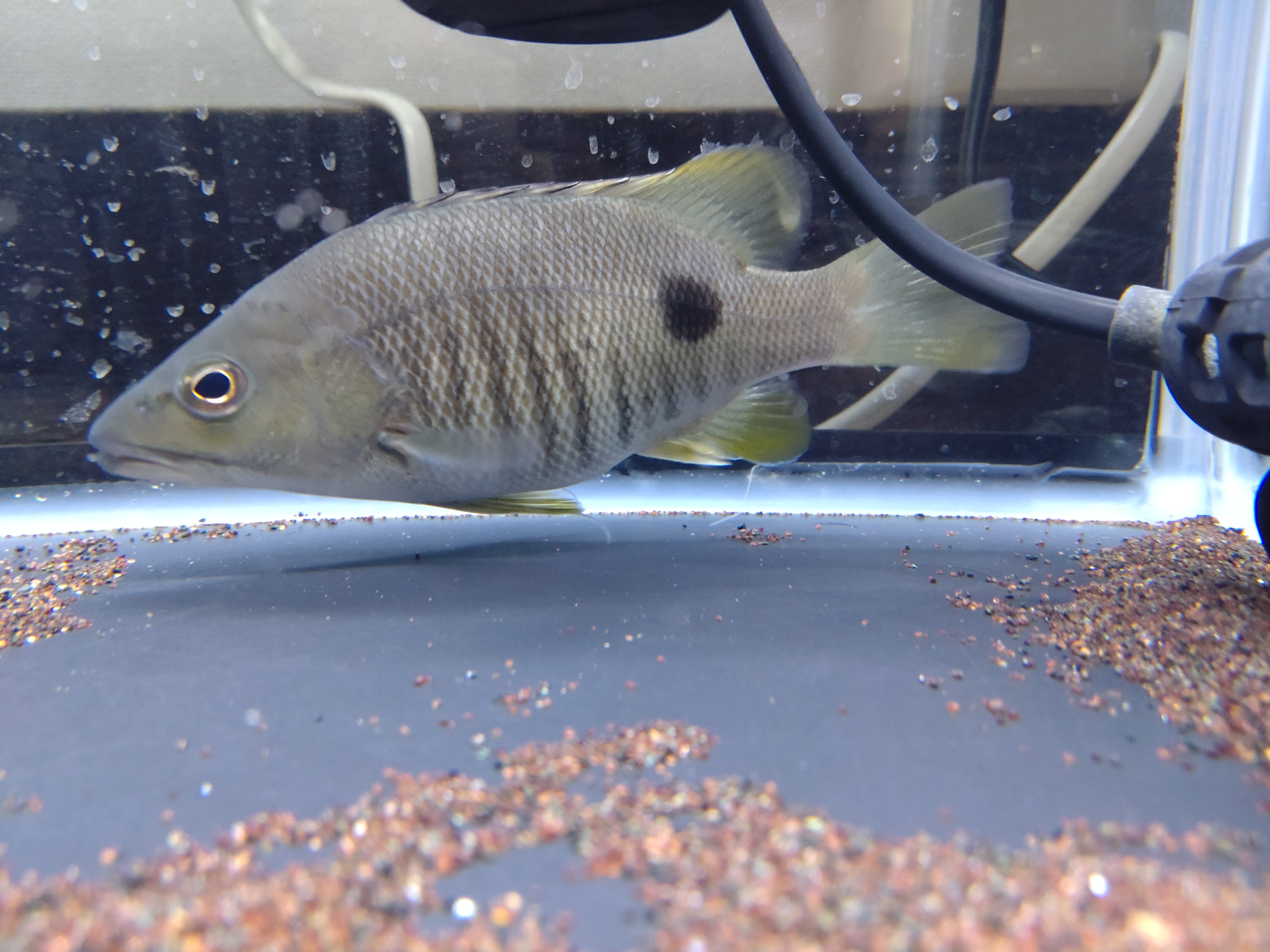 スポットテールバス 古代魚 トレードなど大歓迎