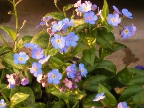 DSCN6462 (300x225).jpg