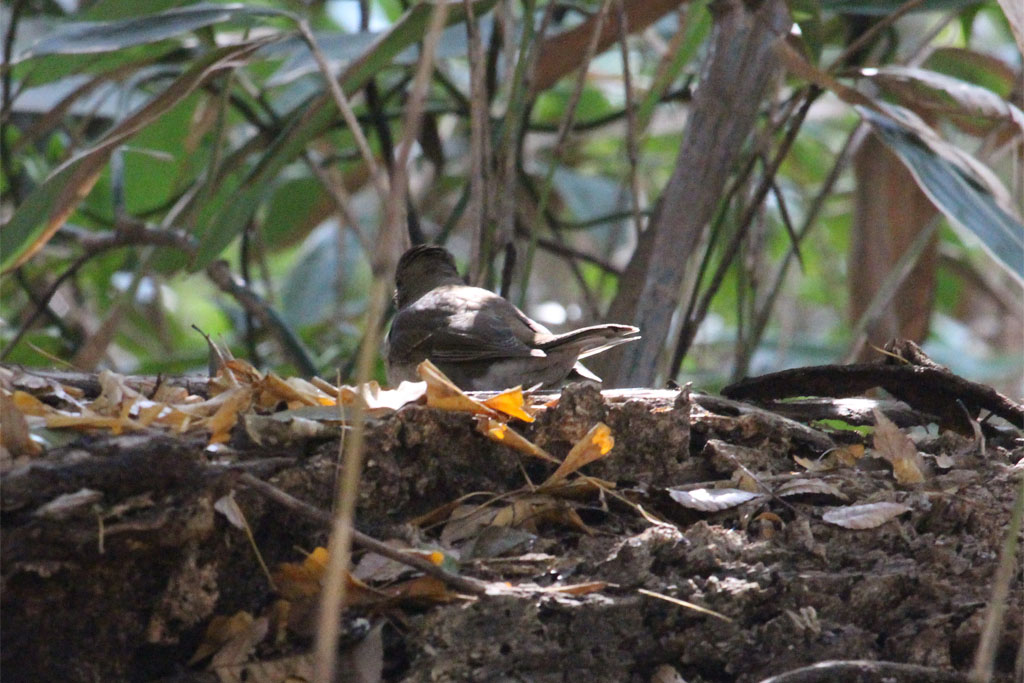 シロハラ？（明治神宮）