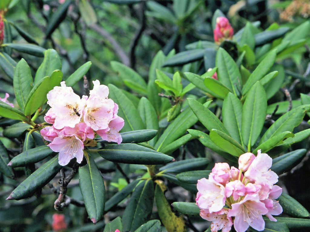 Rhododendron10.JPG