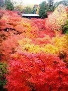 紅葉２(V.2012_06_23__07_51_51).jpg