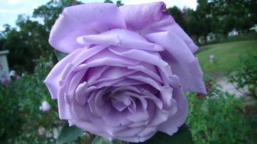 PIC_5138.JPG