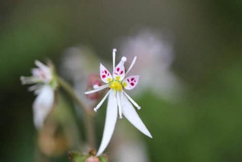 20170604 ユキノシタ.jpg