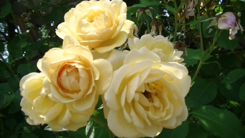 PIC_4884.JPG