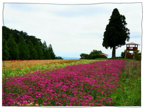 メナード青山リゾート　ラベンダー　ハーブガーデン