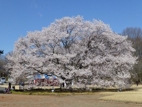 下野市_天平の丘公園_薄墨桜_04.jpg