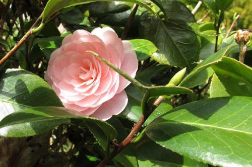 20150228 乙女椿.jpg