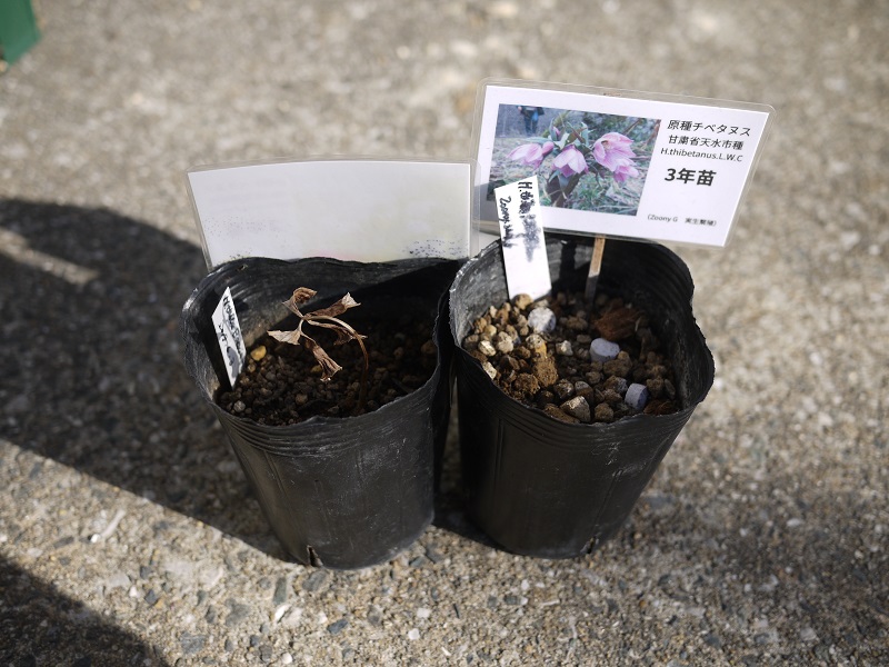 チベタヌスを植替えよう♪ | 植物男子ツボニワー - 楽天ブログ