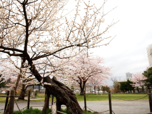 片平公園臥龍梅と桜20120423