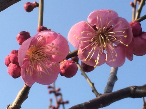 IMG_4277 (640x479).jpg