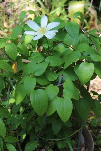 20150425 クレマチス.jpg