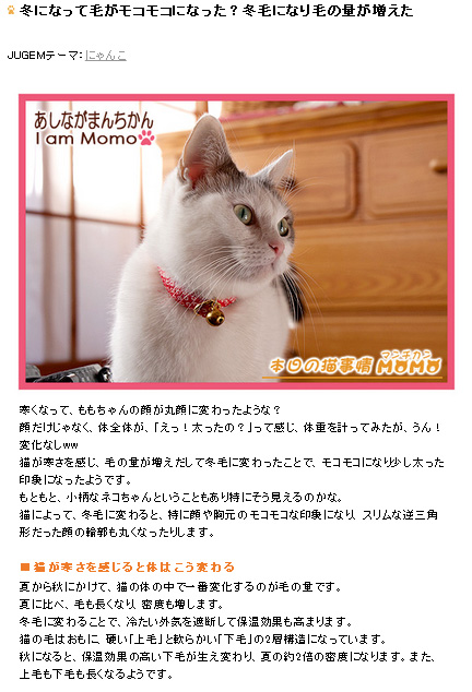 マンチカンももちゃん 本日の猫事情,冬になって毛がモコモコになった？冬毛になり毛の量が増えた