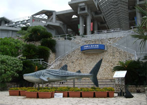 沖縄590.jpg