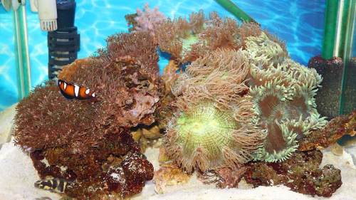 ユラユラ珊瑚水槽150103.jpg