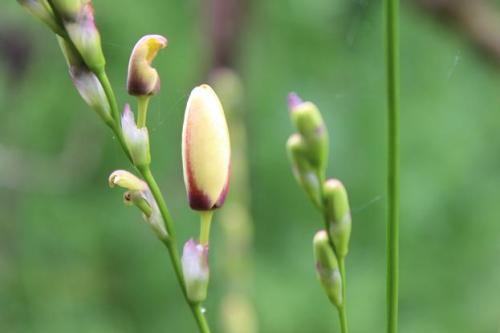 20150429 イキシア2.jpg