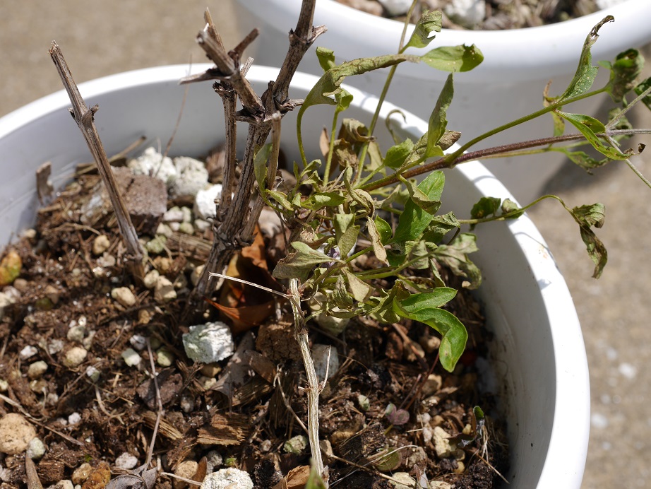 植物は沈黙して苦しむのではなく、痛みや「渇き」で「叫び」ます。