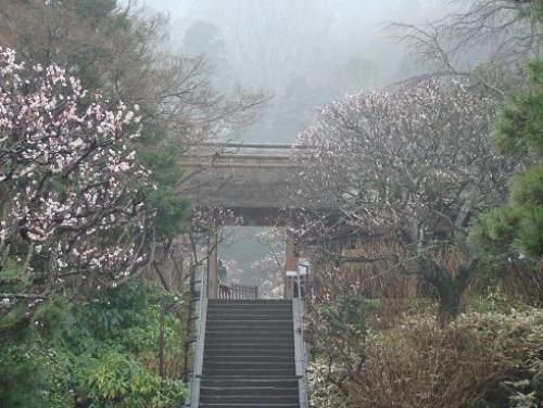 東慶寺・春　雨の朝
