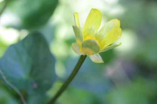 20170219 ヒメリュウキンカ 3.jpg